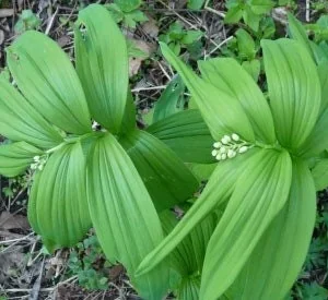 15 False Solomon's Seal Bare Root Plants - Maianthemum Racemosum Wildflower - Image 3