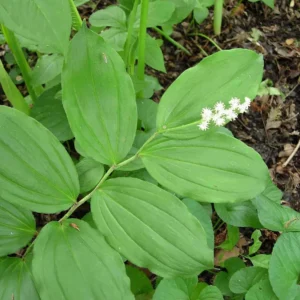 15 False Solomon's Seal Bare Root Plants - Maianthemum Racemosum Wildflower - Image 7