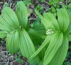 15 False Solomon's Seal Bare Root Plants - Maianthemum Racemosum Wildflower - Image 8