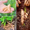 15 Fresh Turmeric Root Plants - Curcuma Longa Live Rhizomes Ready for Planting - Image 1