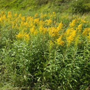 15 Goldenrod Bare Root Plants - Native Wildflower, Monarch Butterfly Favorite - Image 1
