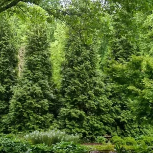 15 Green Giant Arborvitae Live Plants – 6-12