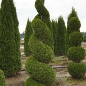 15 Green Giant Arborvitae Live Plants – 6-12