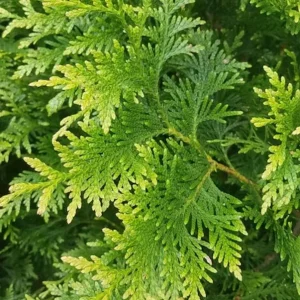 15 Green Giant Arborvitae Live Plants – 6-12" Tall, 2.5" Pots – Fast-Growing Evergreen Trees for Privacy Hedge - Image 1