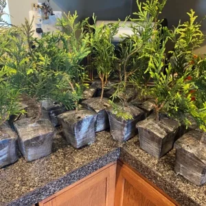 15 Green Giant Arborvitae Live Plants – 6-12