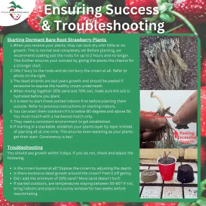 15 June Bearing Strawberry Plants - Honeoye, Sparkle, Chandler Variety Pack - Bare Root Live Plants - Image 5