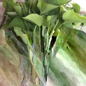 15 Okinawa Purple Sweet Potato Slips - Organic Cuttings - Live Plant - Image 2