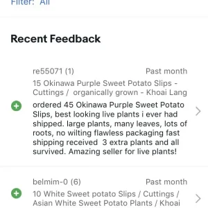 15 Okinawa Purple Sweet Potato Slips - Organic Cuttings - Live Plant - Image 8