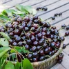 15 Organic Black Cherry Seeds - Sweet Edible Fruit Tree Seeds, Winter Hardiness Zone 10, Outdoor Planting - Image 1