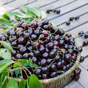 15 Organic Black Cherry Seeds - Sweet Edible Fruit Tree Seeds, Winter Hardiness Zone 10, Outdoor Planting - Image 1