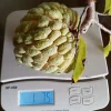 15 Organic Sugar Apple Seeds - Annona Squamosa Custard Apple Fruit Seeds - Image 1