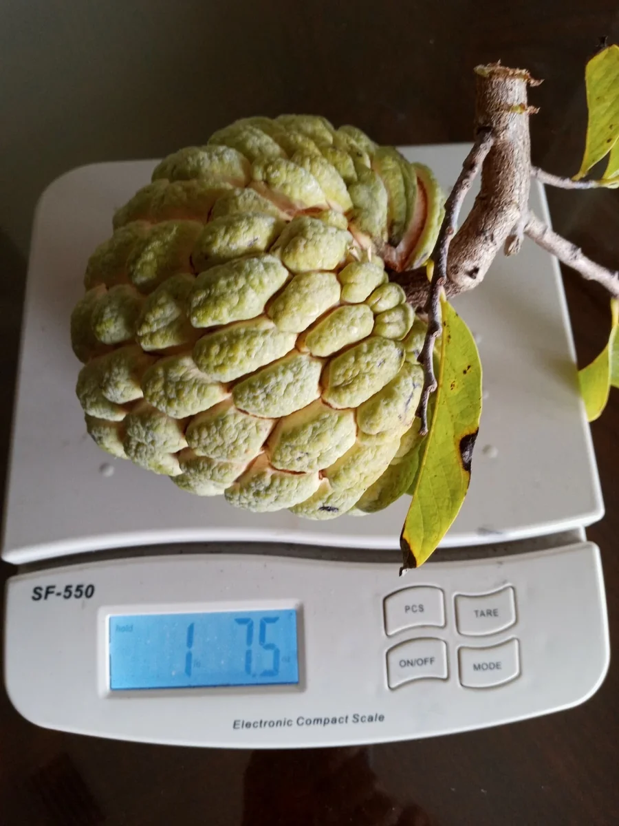 15 Organic Sugar Apple Seeds - Annona Squamosa Custard Apple Fruit Seeds - Image 1