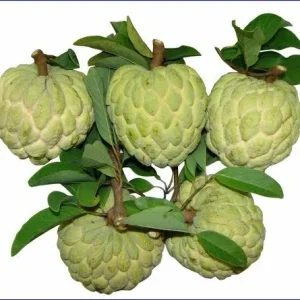 15 Organic Sugar Apple Seeds - Annona Squamosa Custard Apple, Non-GMO - Image 1