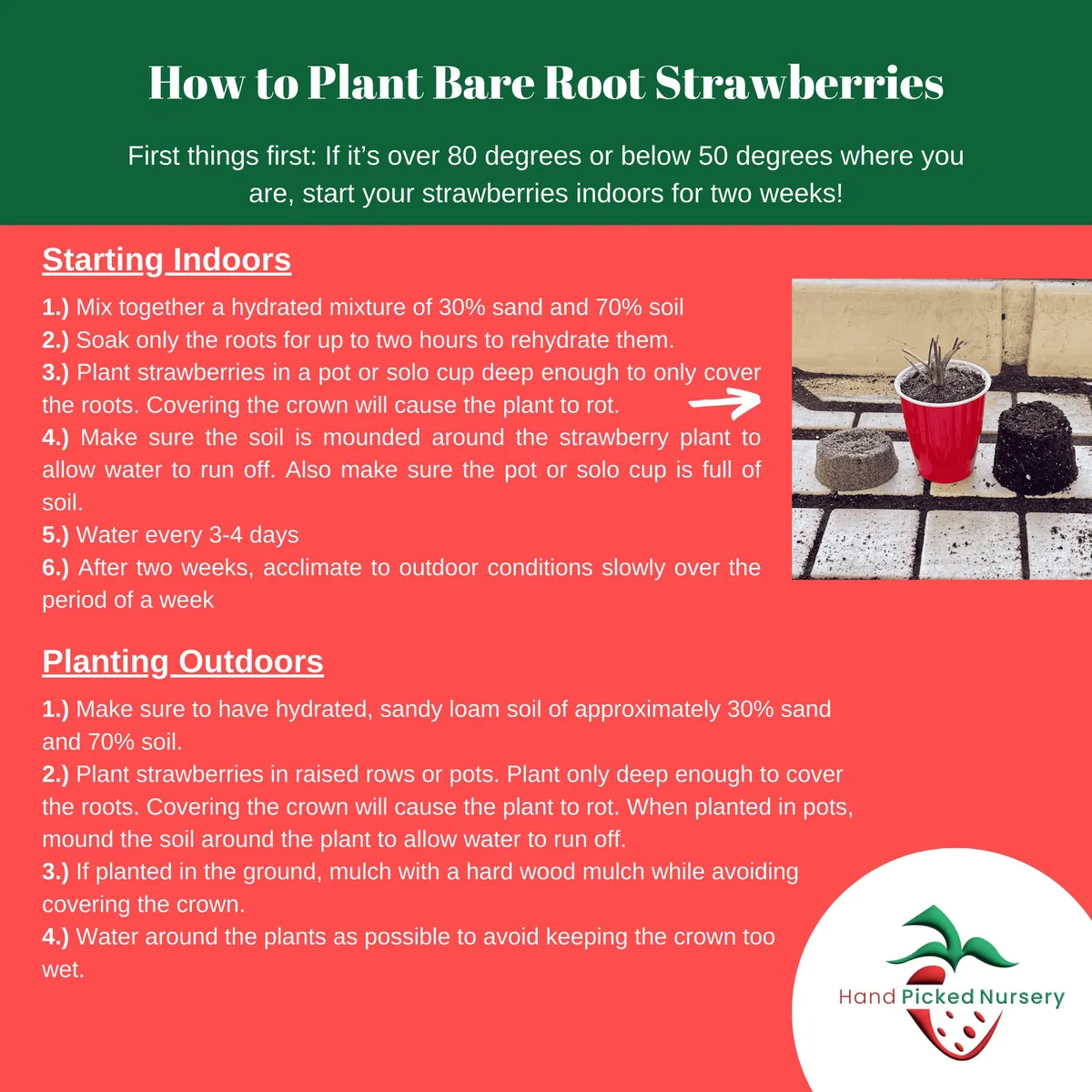 15 Seascape Strawberry Roots – Bare Root Plants – Ever-Bearing Variety – USDA Zones 4-8 - Image 4