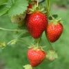 15 Sparkle Strawberry Bare Root Plants – June-Bearing, Sweet Berries, Zones 3-8 - Image 1