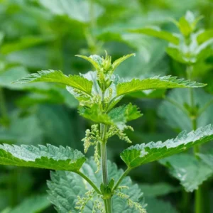 15 Stinging Nettle Bare Roots - Urtica Dioica Organic Live Plant Transplant - Image 9