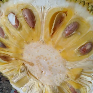 15 Thai Jackfruit Seeds - Rare Tropical Fruit Seeds for Outdoor Planting - Image 6