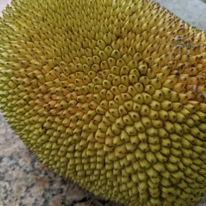 15 Thai Jackfruit Seeds - Rare Tropical Fruit Seeds for Outdoor Planting - Image 7