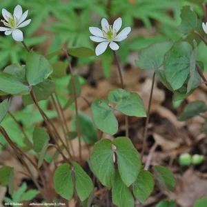 15 Twinleaf Jeffersonia Diphylla Bare Root Plants - Organic Wildflower - Image 10