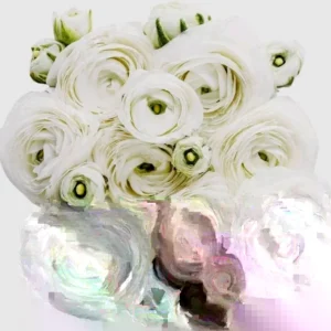 15 White Ranunculus Flower Bulbs - Peony Rose Corms, Buttercup Type for Gardens & Weddings - Image 3