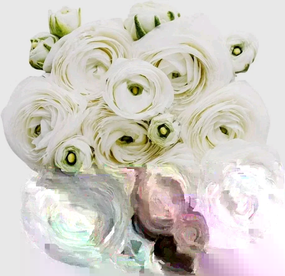 15 White Ranunculus Flower Bulbs - Peony Rose Corms, Buttercup Type for Gardens & Weddings - Image 3