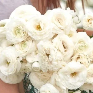 15 White Ranunculus Flower Bulbs - Peony Rose Corms, Buttercup Type for Gardens & Weddings - Image 6