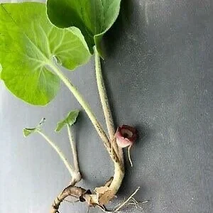 15 Wild Ginger Plants - Asarum Canadense Bare Root Native Perennial - Image 10