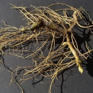 15 Wild Ginger Plants - Asarum Canadense Bare Root Native Perennial - Image 4