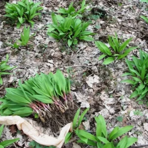 15 Wild Ramps Bulbs - Allium tricoccum Bare Root Wild Leeks, Organically Grown - Image 3