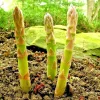 150+ Asparagus Seeds - Perennial Heirloom Vegetable Seeds - Non-GMO Outdoor Garden - Image 1