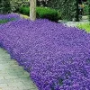 150+ Italian Lavender Seeds Heirloom Non-GMO - Perennial Herb Seeds - Image 1