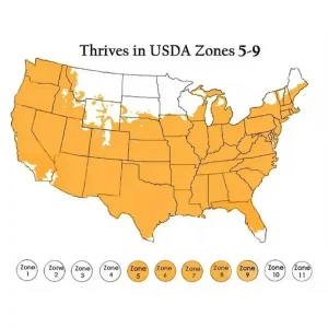 1500 Lemon Balm Citronella Perennial Seeds - Mosquito Repellent Non-GMO - Image 8