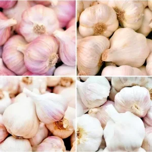 16 oz Organic Garlic Bulbs Mix - Multi-Variety Selection for Planting & Eating - Image 1