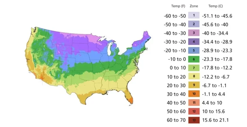 16 oz Organic Garlic Bulbs Mix - Multi-Variety Selection for Planting & Eating - Image 9