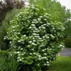 2 American Cranberrybush Bare-root Plants - Viburnum Trilobum Deciduous Shrub - Image 1
