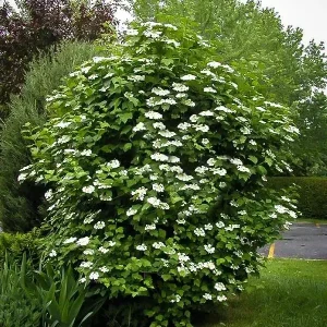 2 American Cranberrybush Bare-root Plants - Viburnum Trilobum Deciduous Shrub - Image 1