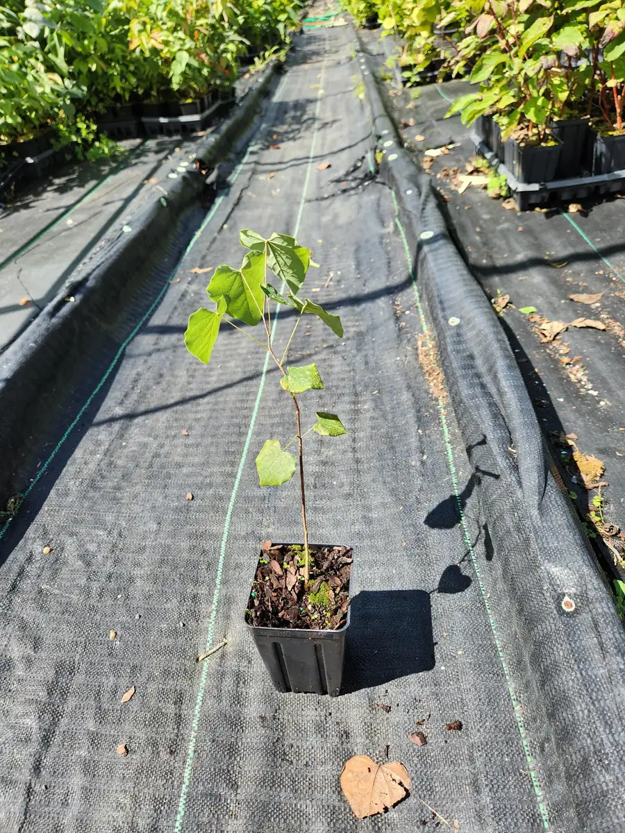 2 American Hazelnut Trees Live Plants – Corylus Americana – 6-12 inches Tall in 4 inch Containers – Outdoor Nut Tree - Image 2