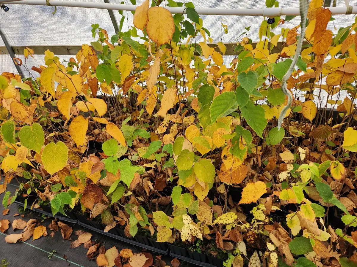 2 American Hazelnut Trees Live Plants – Corylus Americana – 6-12 inches Tall in 4 inch Containers – Outdoor Nut Tree - Image 3