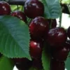 2 Black Cherry Tree Live Plants - Prunus serotina, Up to 2 ft Tall, Outdoor - Image 1