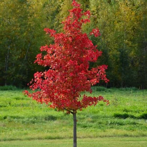 2 Black Gum Tree (Nyssa Sylvatica) Bare-root Live Plant - Vibrant Fall Foliage - Image 1