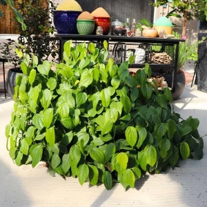 2 Black Pepper Live Plants – Piper Nigrum Spice Vine Starters 4-6