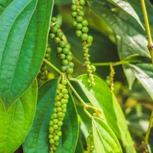 2 Black Pepper Live Plants – Piper Nigrum Spice Vine Starters 4-6