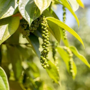 2 Black Pepper Live Plants – Piper Nigrum Spice Vine Starters 4-6