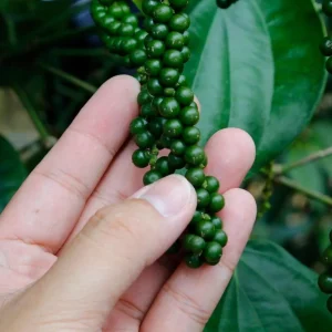 2 Black Pepper Live Plants – Piper Nigrum Spice Vine Starters 4-6