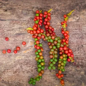 2 Black Pepper Live Plants – Piper Nigrum Spice Vine Starters 4-6