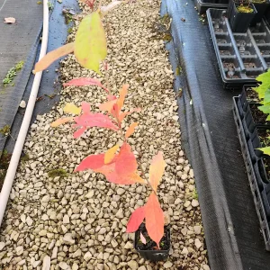 2 Blackgum Trees Live Plant (Nyssa Sylvatica) 6-12