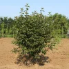 2 Blackhaw Viburnum Prunifolium Bare Root Plants - Native Shrub - Image 1