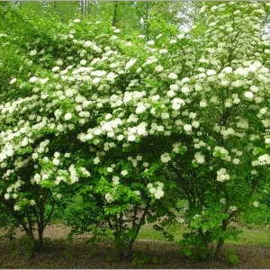 2 Blackhaw Viburnum Prunifolium Bare Root Plants - Native Shrub - Image 3