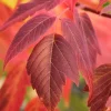 2 Boxelder Maple Tree Bare-root - Acer Negundo - Landscaping Plant - Image 1
