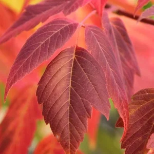 2 Boxelder Maple Tree Bare-root - Acer Negundo - Landscaping Plant - Image 1